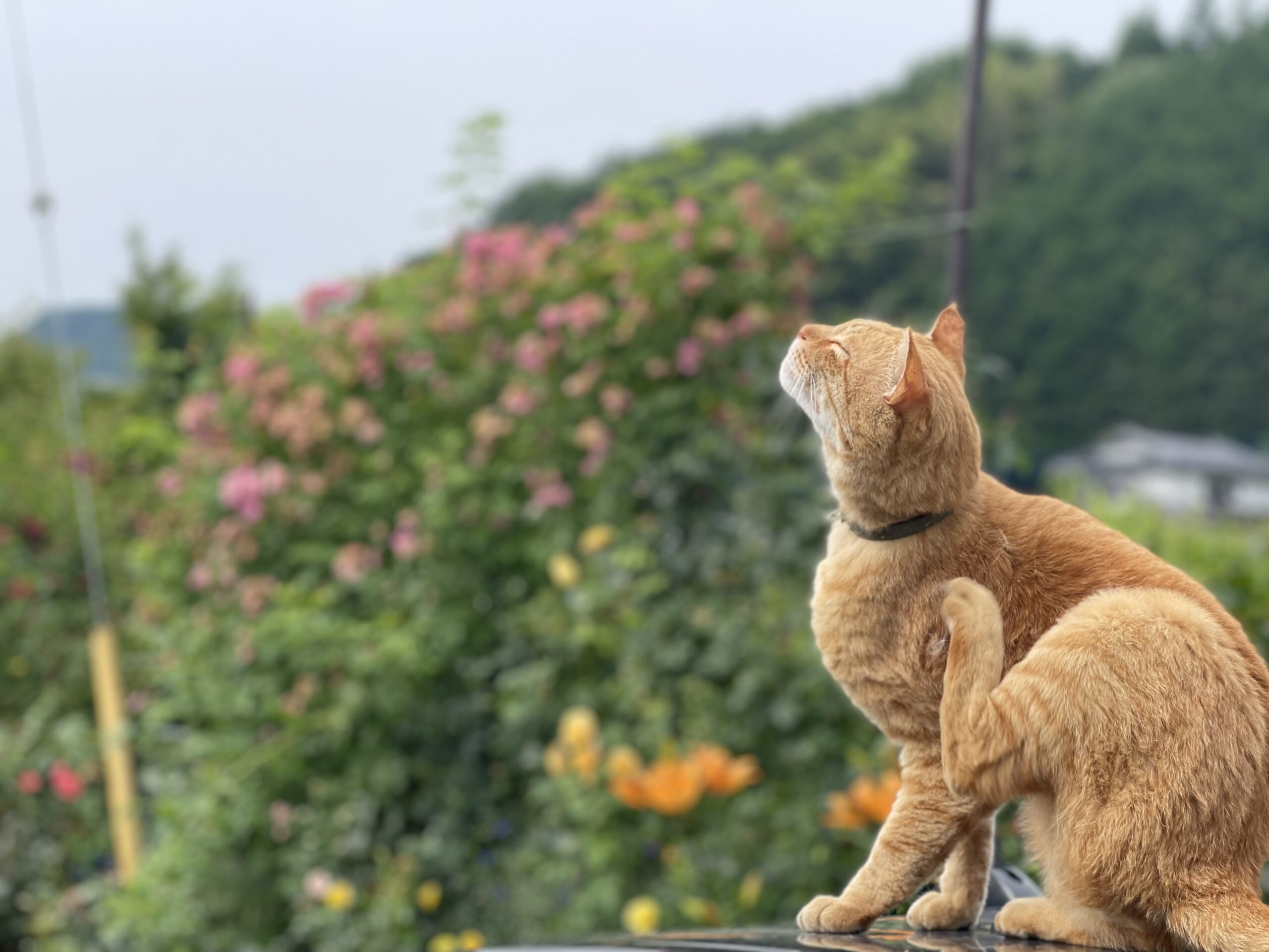 ネコもいます😺