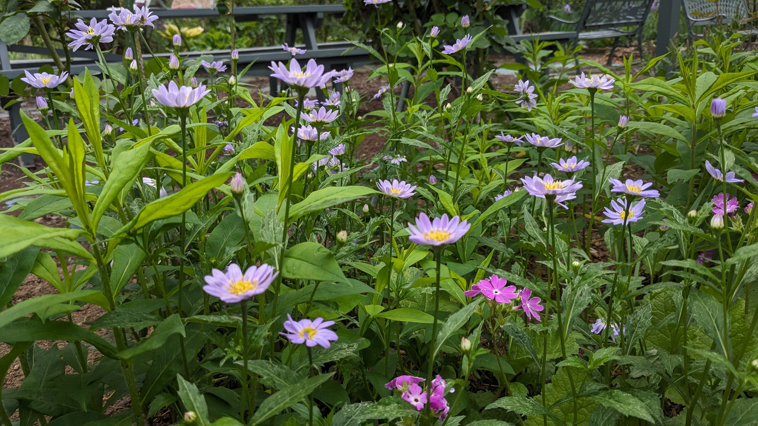 バラもその他の花も見頃を迎えつつあります。