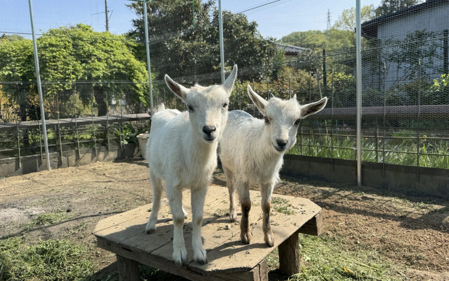 シルビアとカトリーヌ